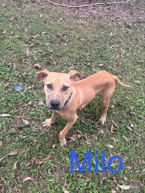 Milo photo