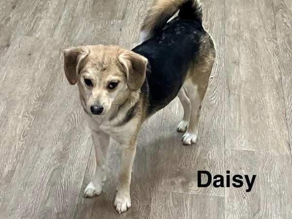Enlarge Daisy, a Adoptable mixed breed in McMinnville, OR image 2/2