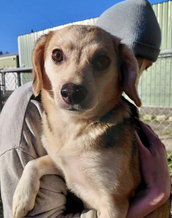 Daisy, Adoptable, Young Female Beagle & Pomsky.