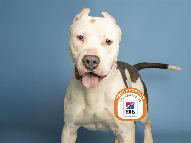 Enlarge SCOOTER, a Adoptable Pit Bull Terrier in Phoenix, AZ image 1/1