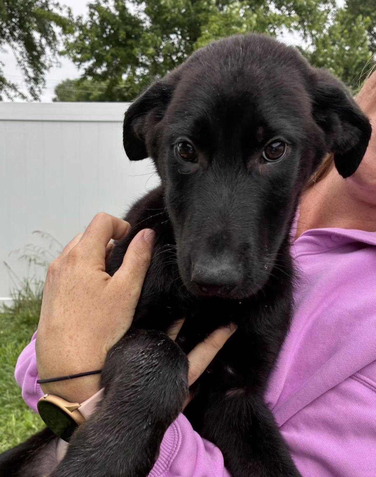 Enlarge Shepherd, a ADOPTABLE Mixed Breed in Franklin, IN image 1/1