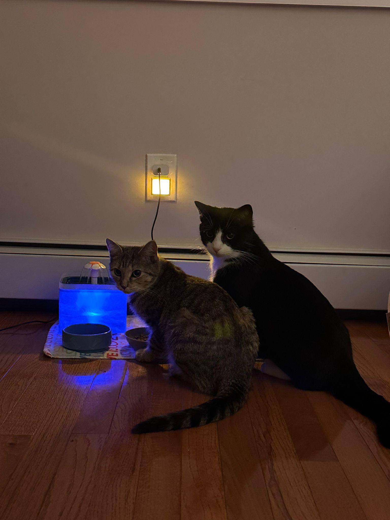 Leo, a ADOPTABLE Domestic Short Hair in New Britain, CT image 1/2