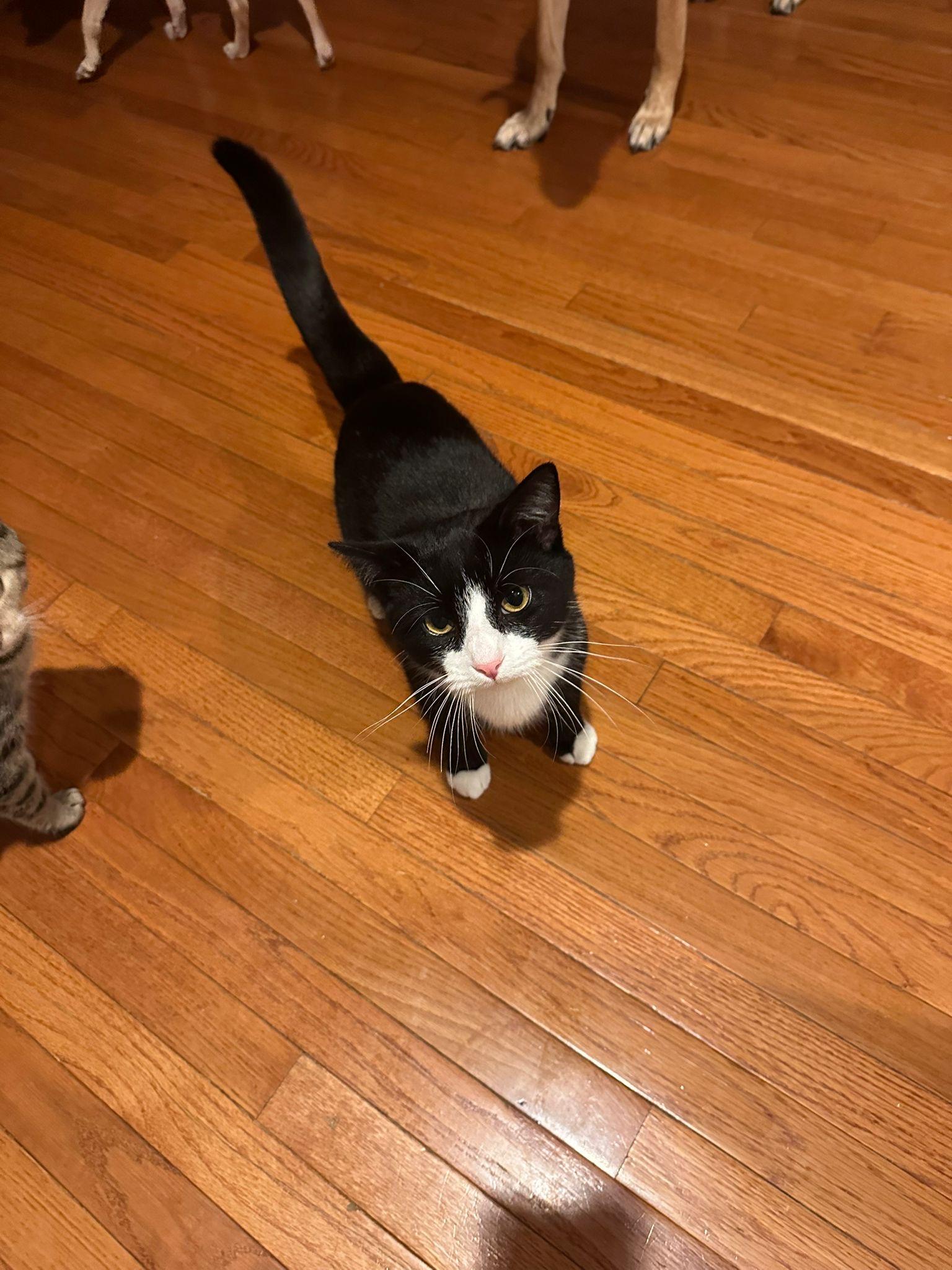 Leo, a ADOPTABLE Domestic Short Hair in New Britain, CT image 2/2