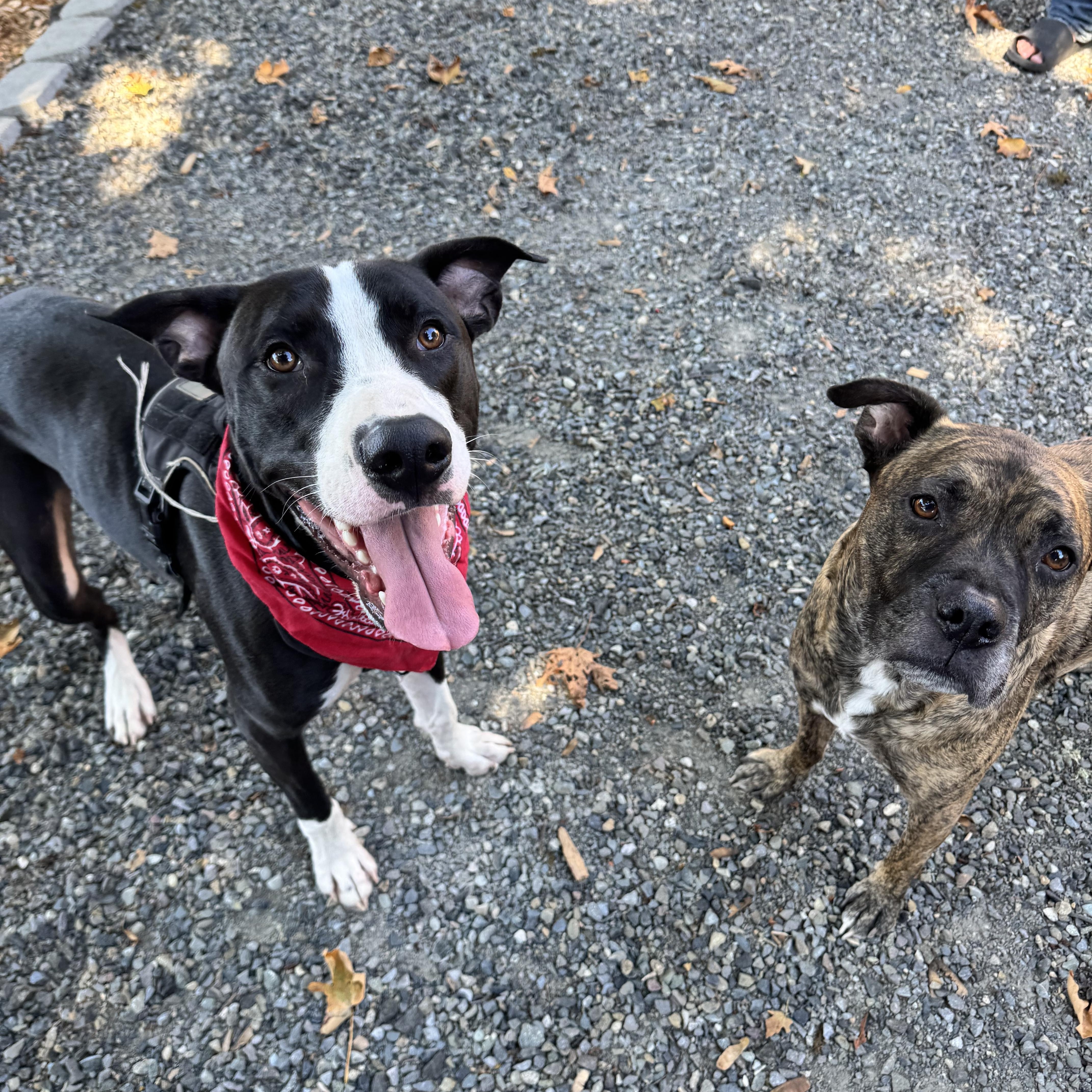 Enlarge Snoopy, a Adoptable mixed breed in Auburn, WA image 4/6
