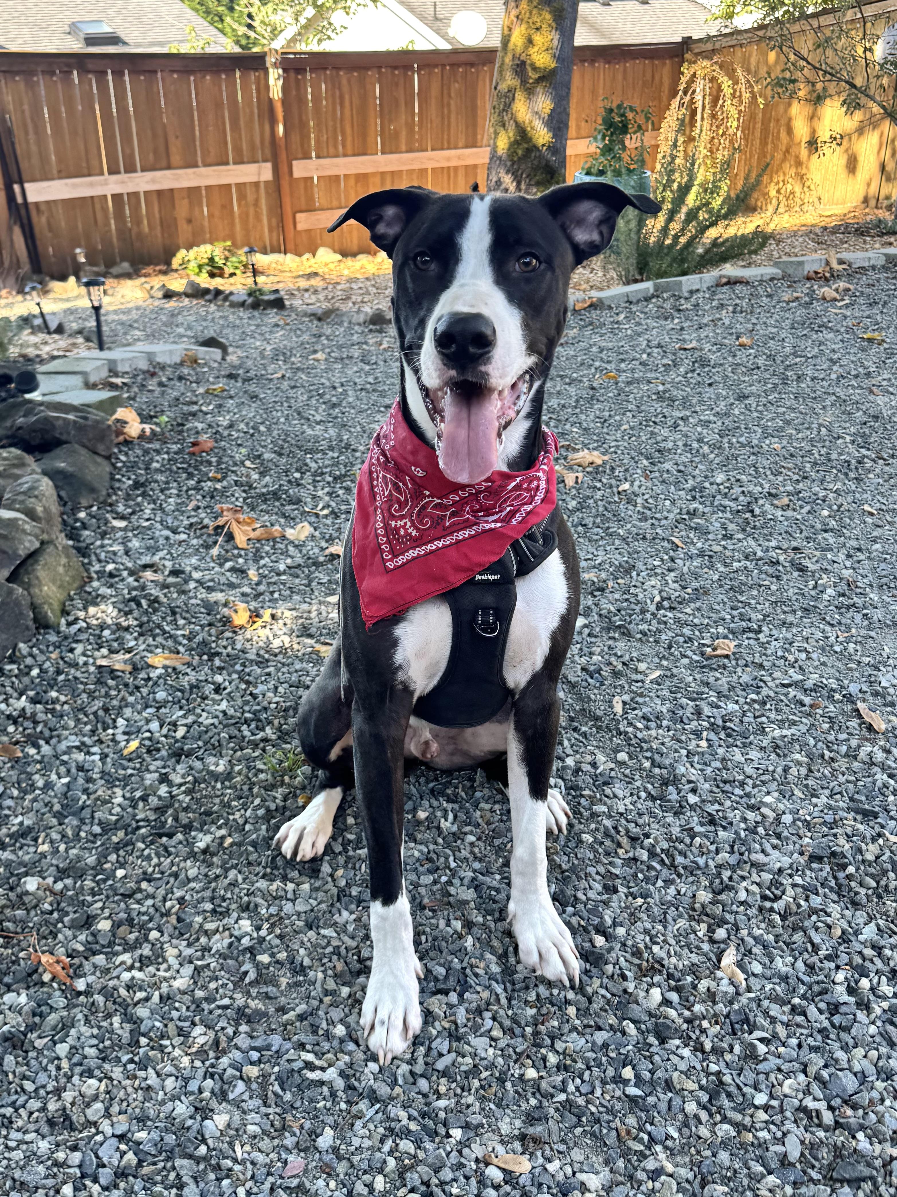 Enlarge Snoopy, a Adoptable mixed breed in Auburn, WA image 2/6