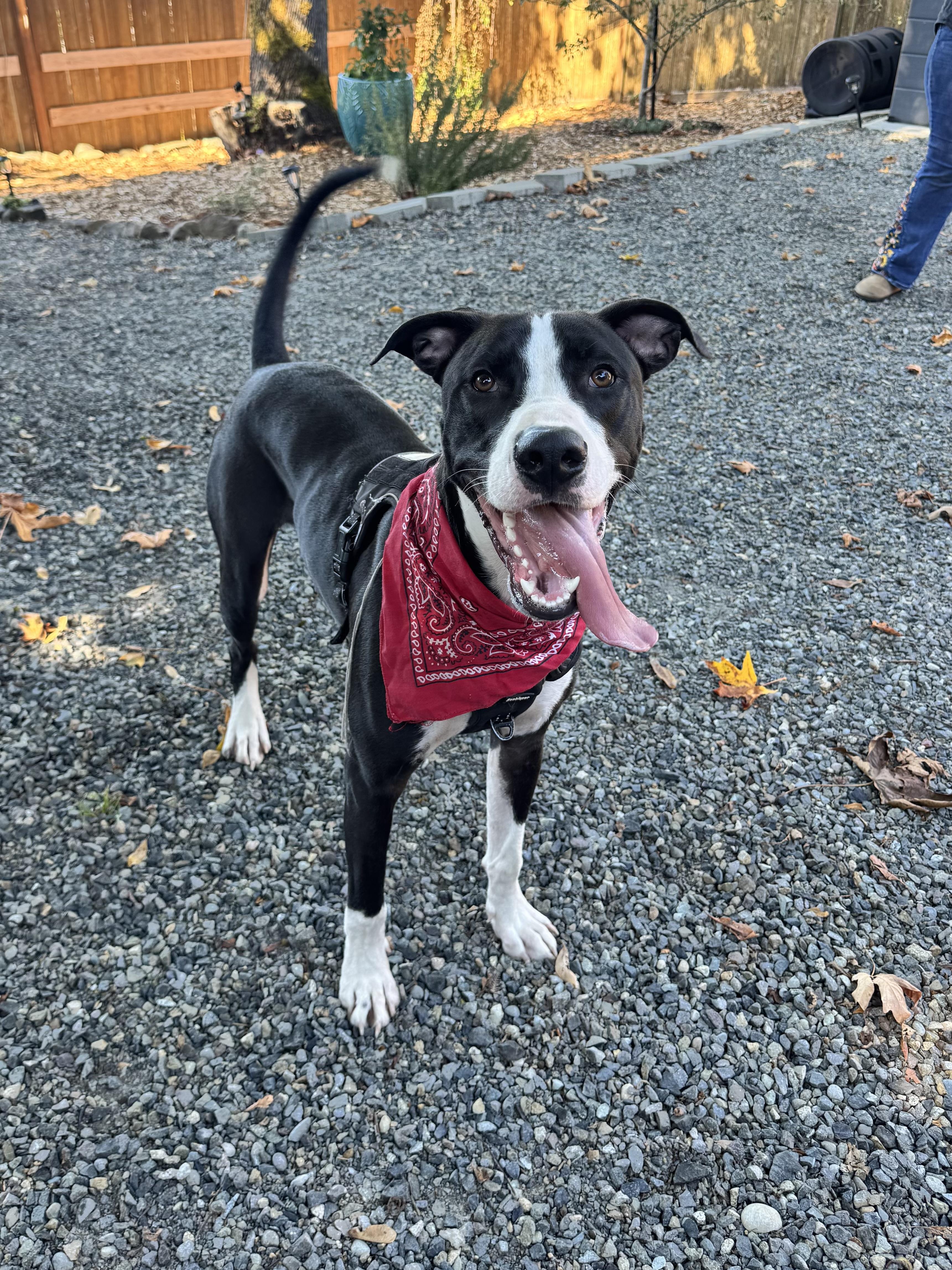Enlarge Snoopy, a Adoptable mixed breed in Auburn, WA image 1/6