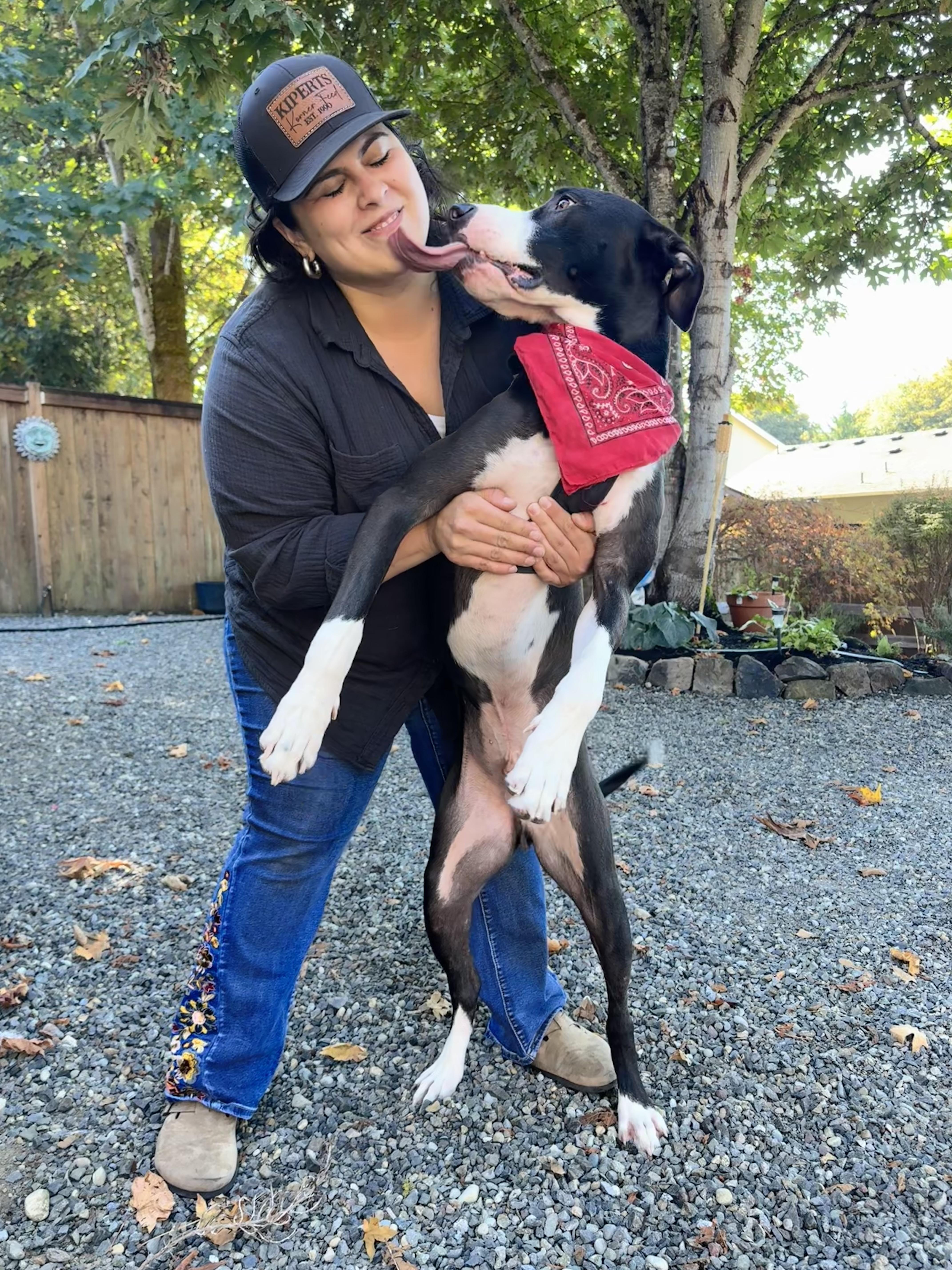 Enlarge Snoopy, a Adoptable mixed breed in Auburn, WA image 6/6