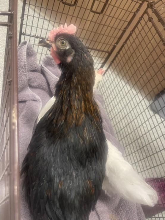 CHIRP, Adoptable, Baby Male Chicken.