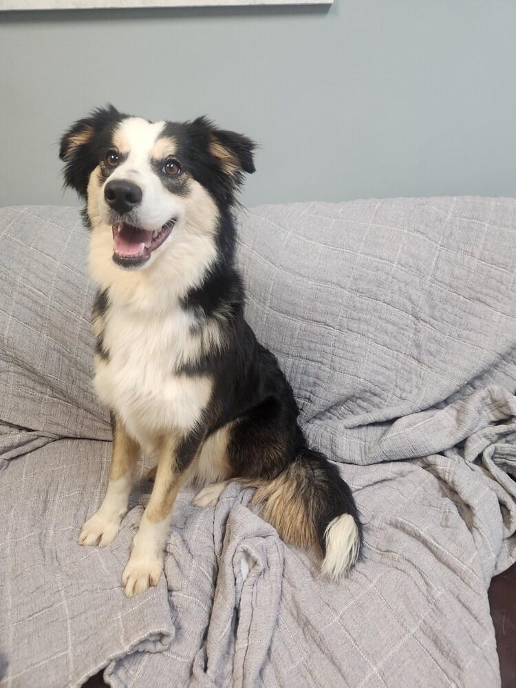 Enlarge WILLOW, a Adoptable mixed breed in Lexington, TN image 1/1