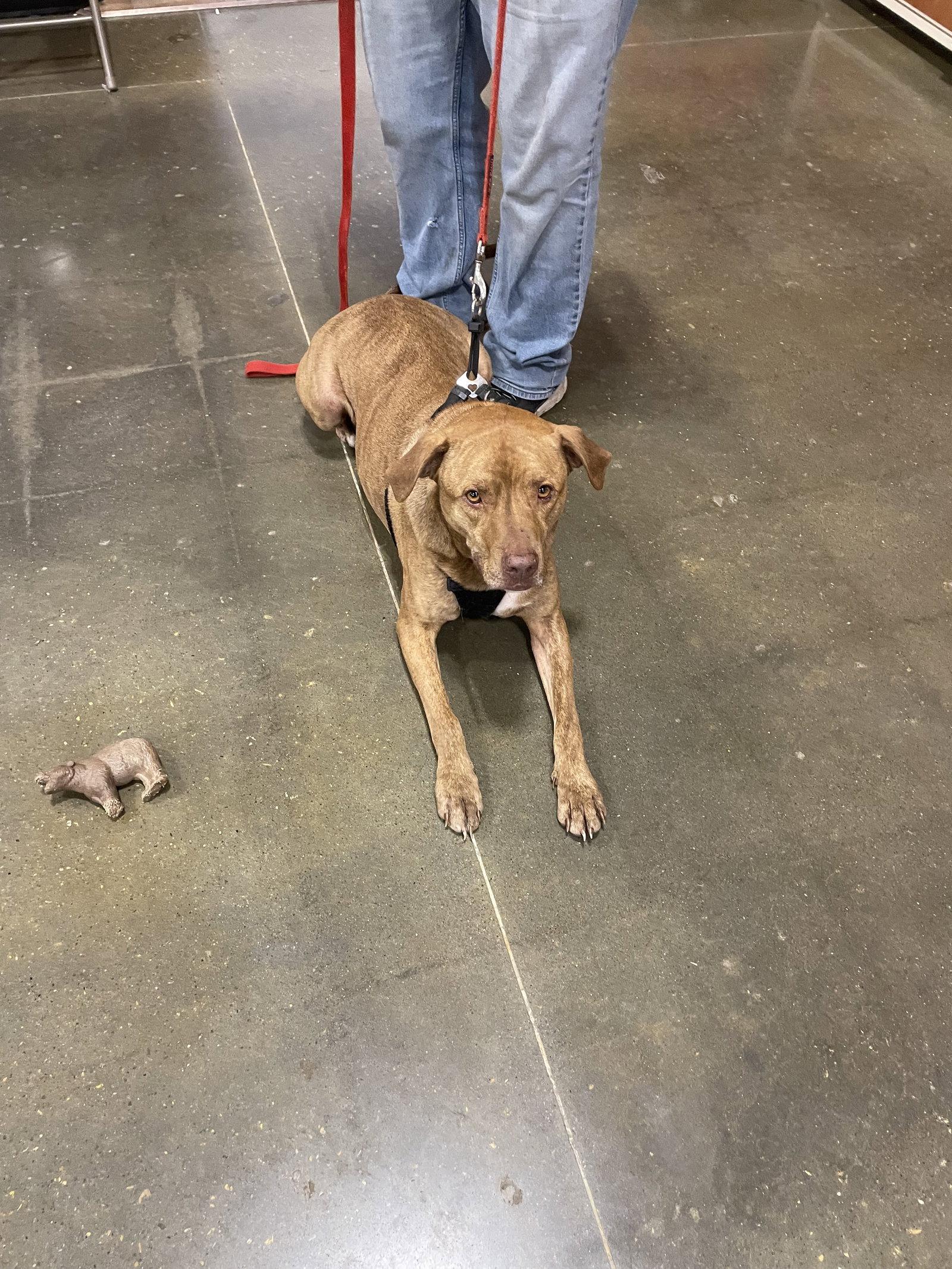 Enlarge Wrigley, a Adoptable mixed breed in Topeka, KS image 1/2
