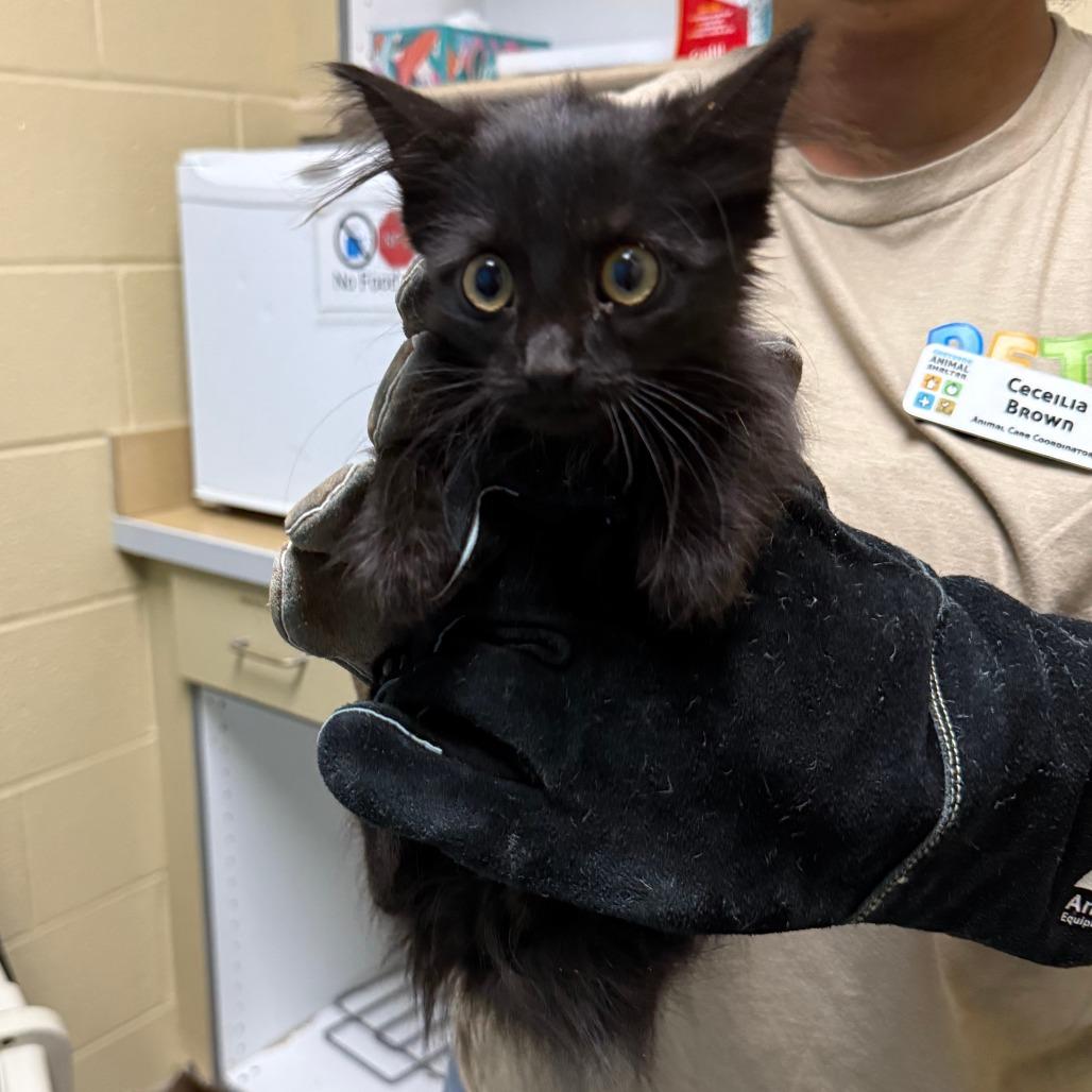 Givenchy, Adoptable, Kitten Female Domestic Short Hair.
