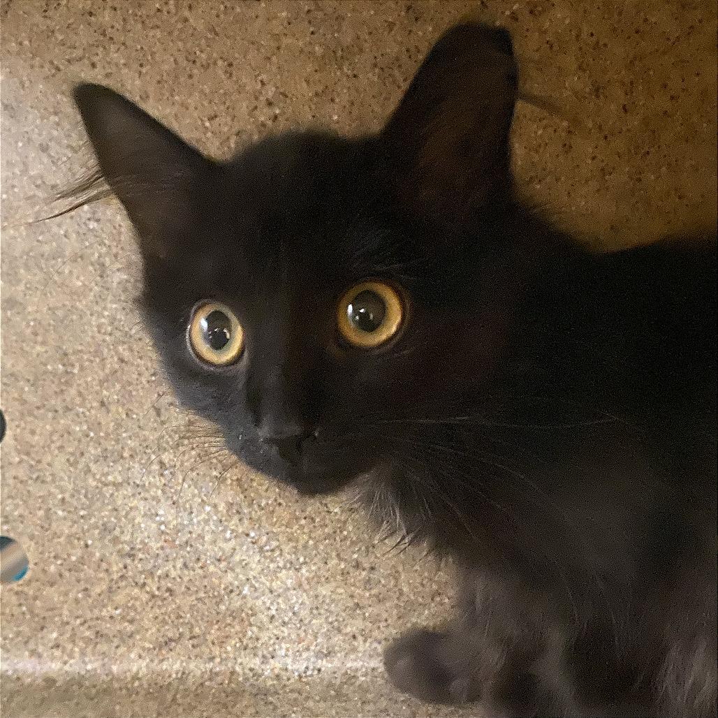 Enlarge Givenchy, a Adoptable Domestic Short Hair in Cheyenne, WY image 2/2