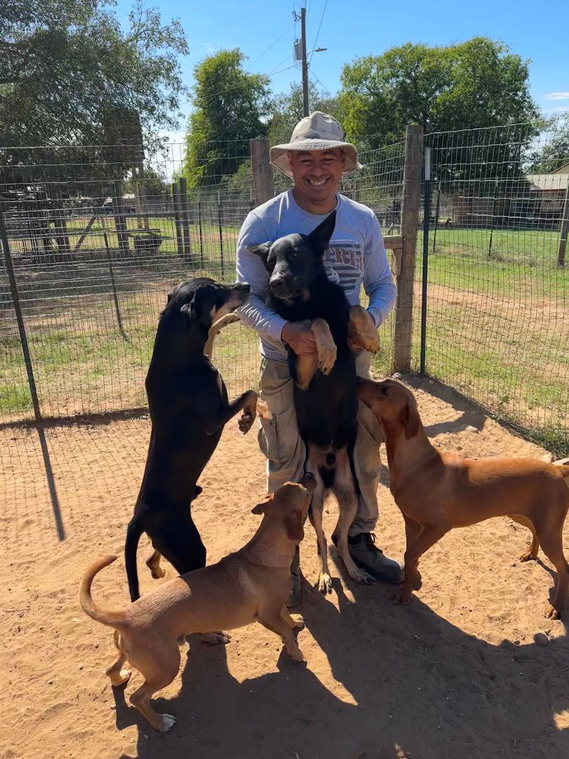 Enlarge Bear, a Adoptable German Shepherd Dog in Seguin, TX image 1/6
