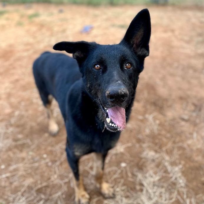Enlarge Bear, a Adoptable German Shepherd Dog in Seguin, TX image 2/6
