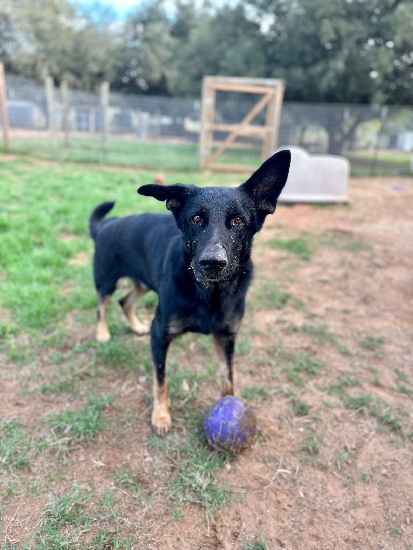 Enlarge Bear, a Adoptable German Shepherd Dog in Seguin, TX image 3/6