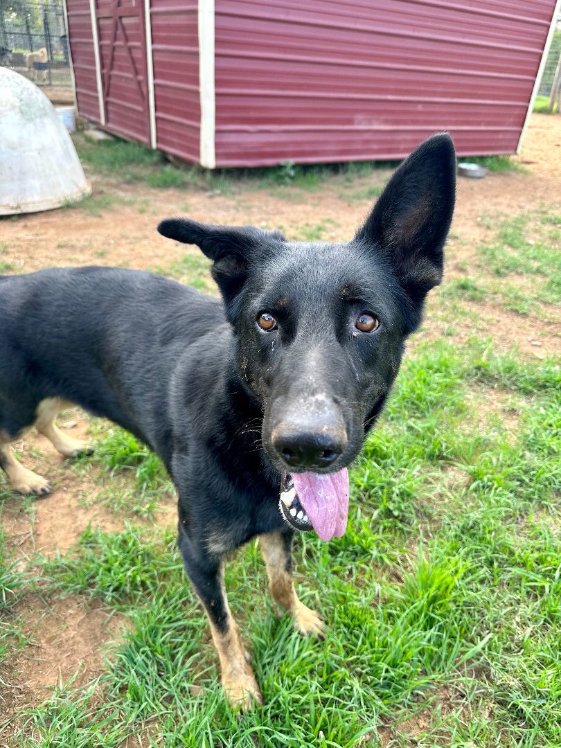 Enlarge Bear, a Adoptable German Shepherd Dog in Seguin, TX image 4/6