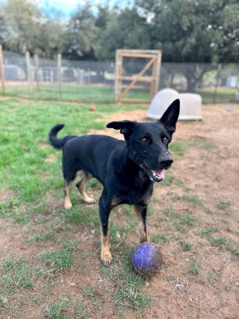 Enlarge Bear, a Adoptable German Shepherd Dog in Seguin, TX image 5/6