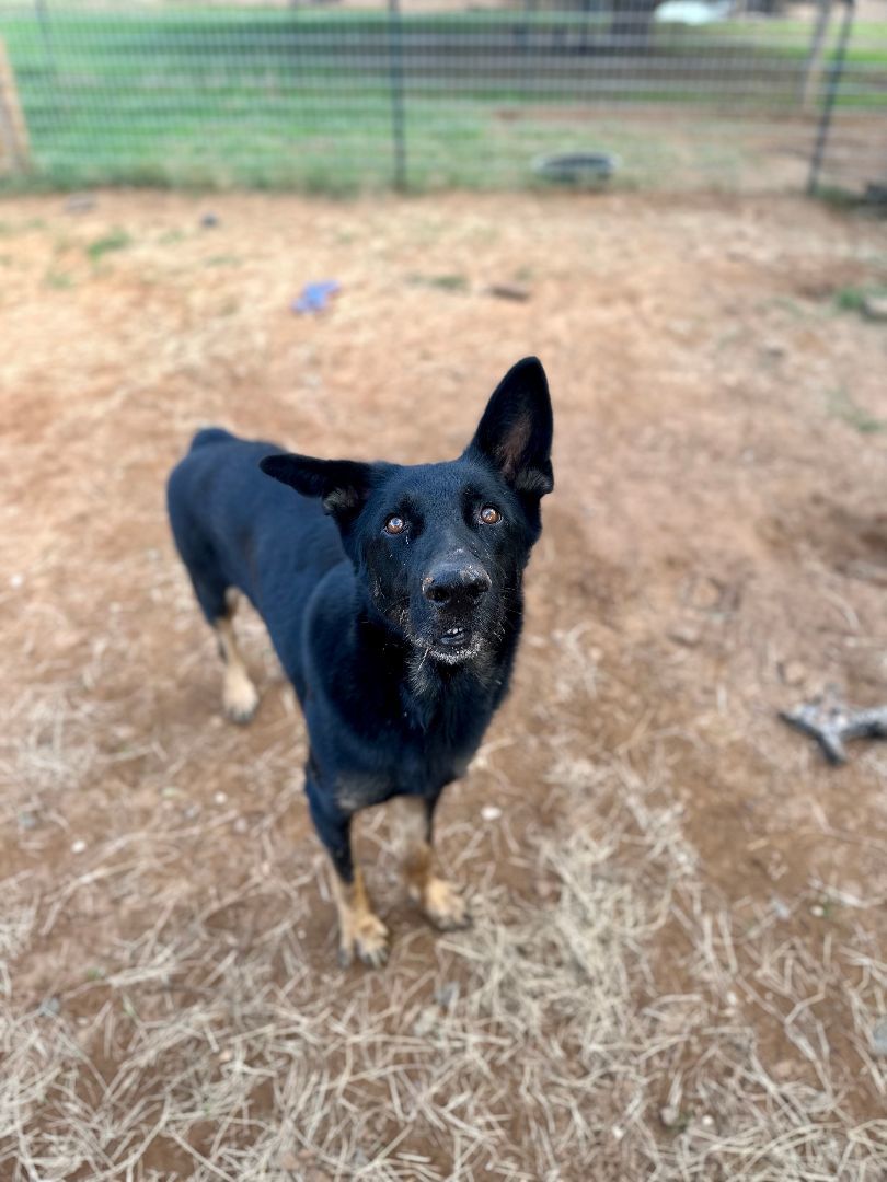 Enlarge Bear, a Adoptable German Shepherd Dog in Seguin, TX image 6/6