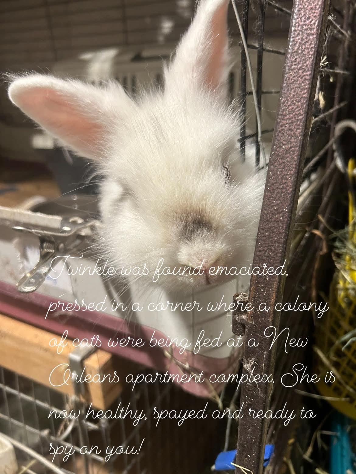 Twinkle, a Adoptable mixed breed in Paradis, LA image 4/4