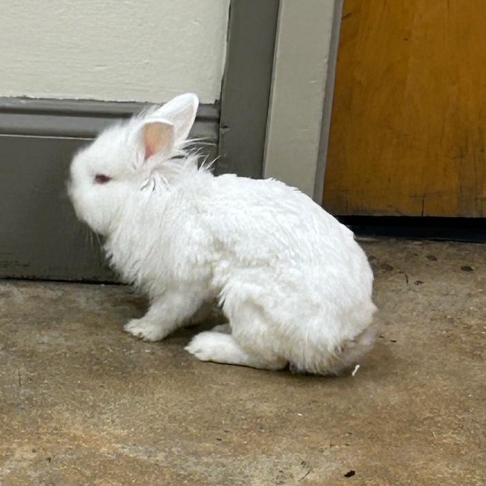 Twinkle, a Adoptable mixed breed in Paradis, LA image 3/4