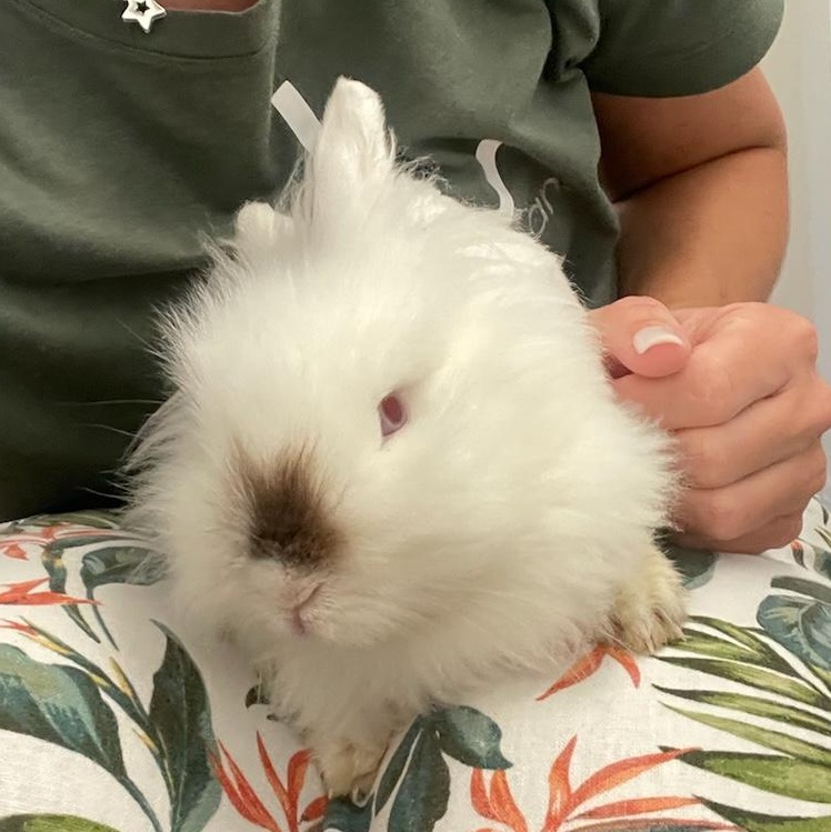 Twinkle, a Adoptable mixed breed in Paradis, LA image 2/4