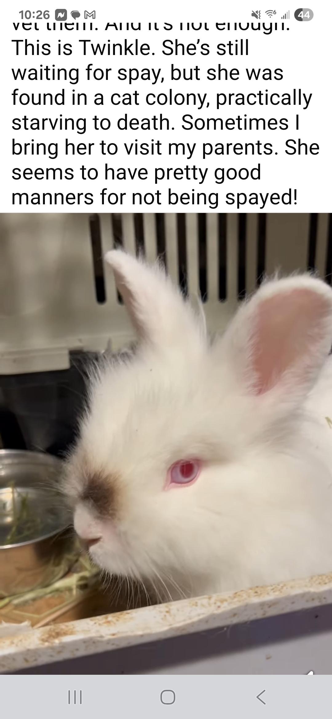 Twinkle, Adoptable, Young Female Lionhead & Himalayan.