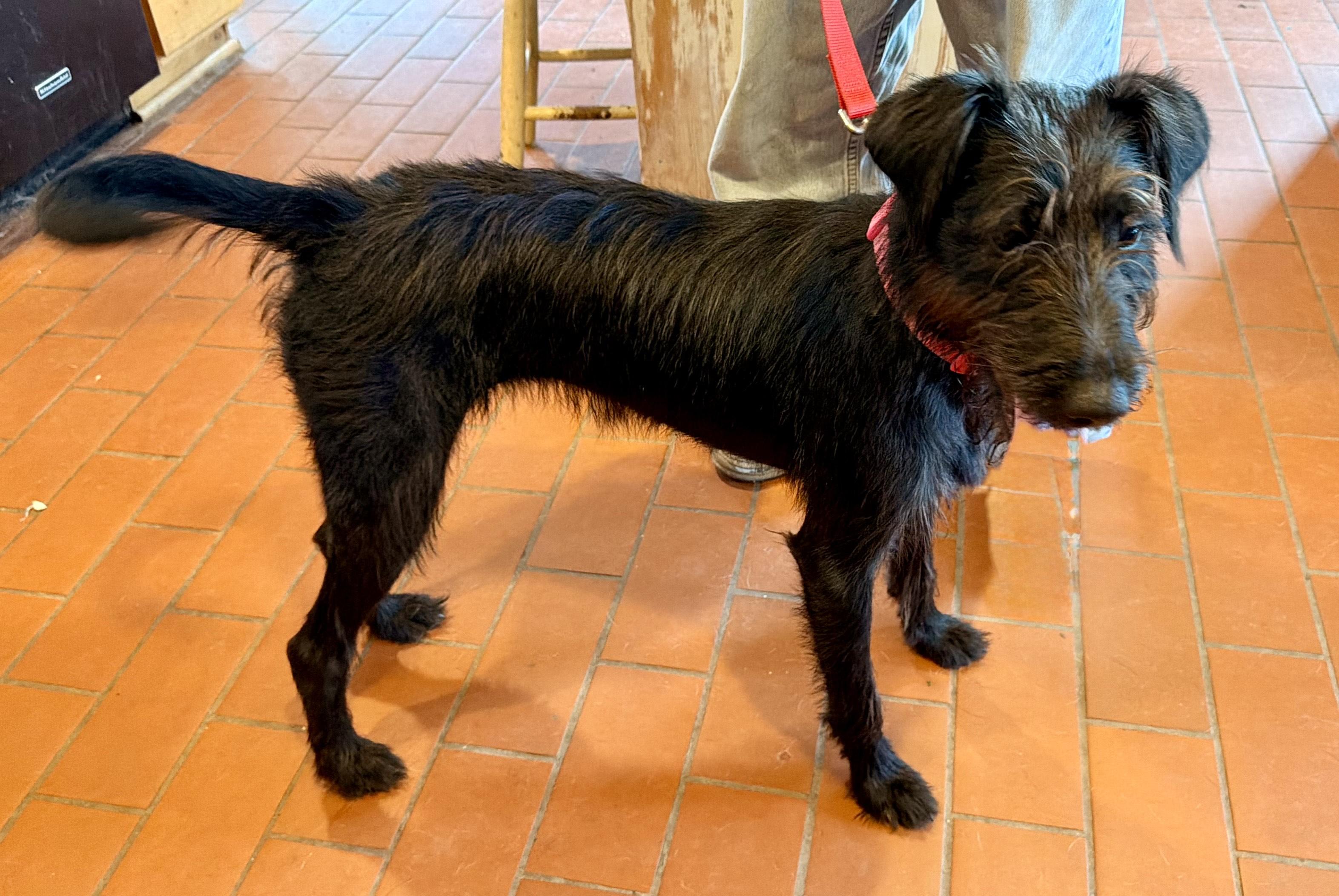 Enlarge Winnie, a Adopted mixed breed in MORAVIAN FALLS, NC image 4/6