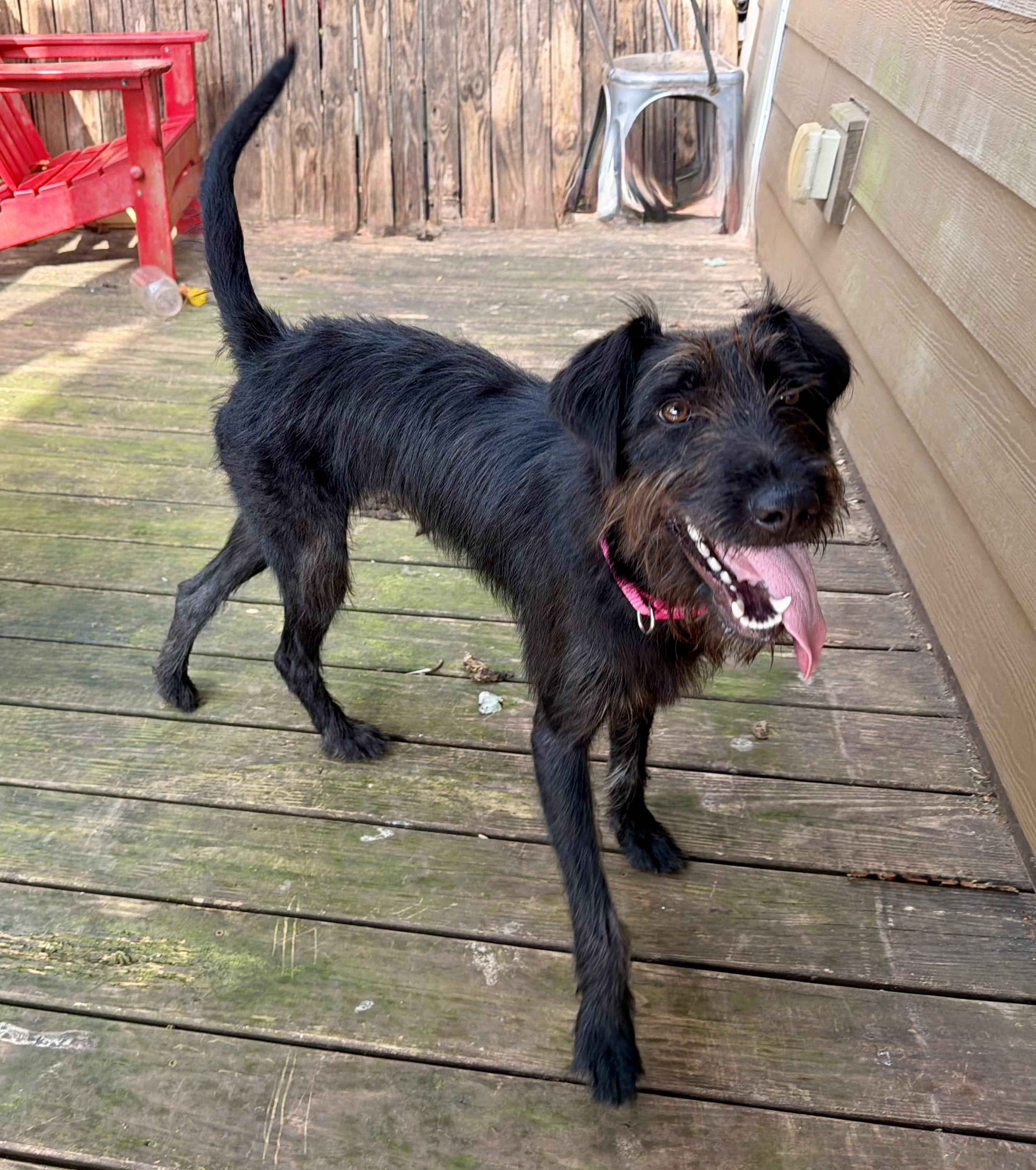 Enlarge Winnie, a Adopted mixed breed in MORAVIAN FALLS, NC image 5/6
