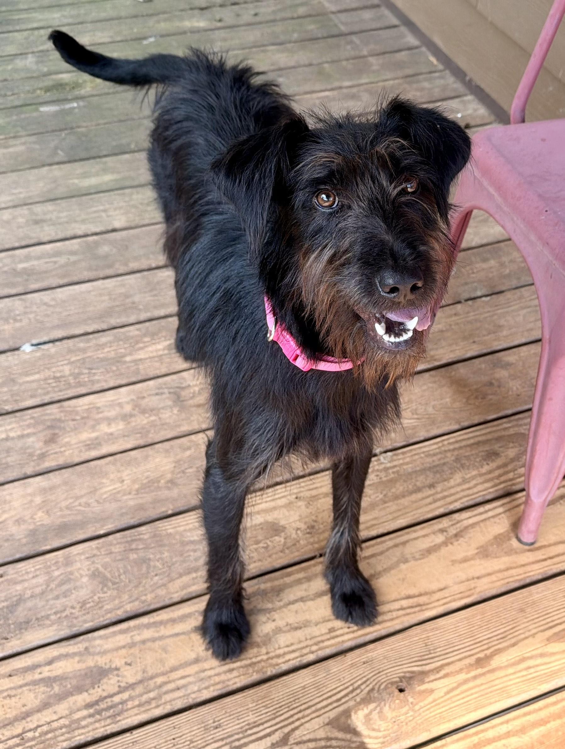 Winnie, Adopted, Young Female Terrier & Schnauzer.