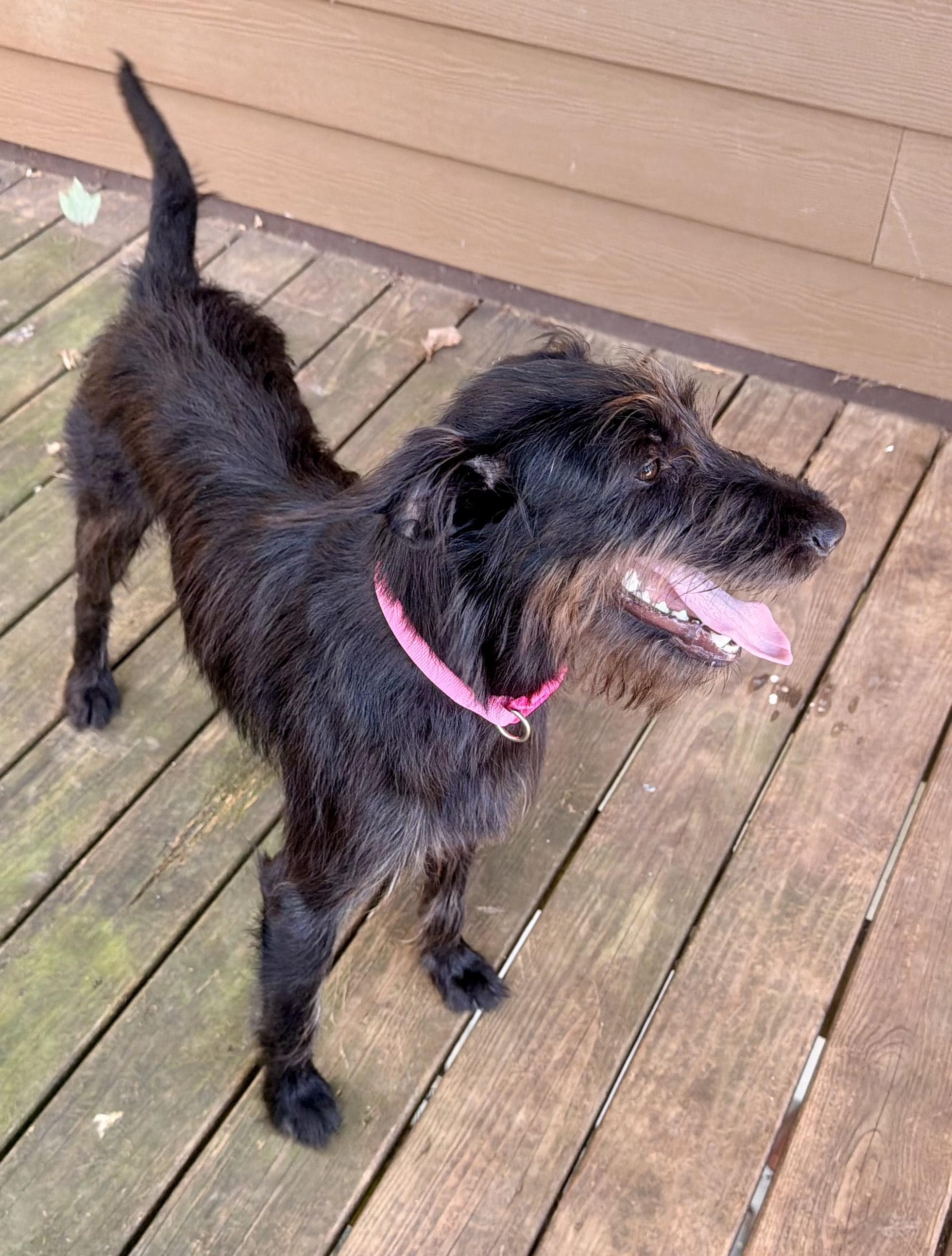 Enlarge Winnie, a Adopted mixed breed in MORAVIAN FALLS, NC image 2/6