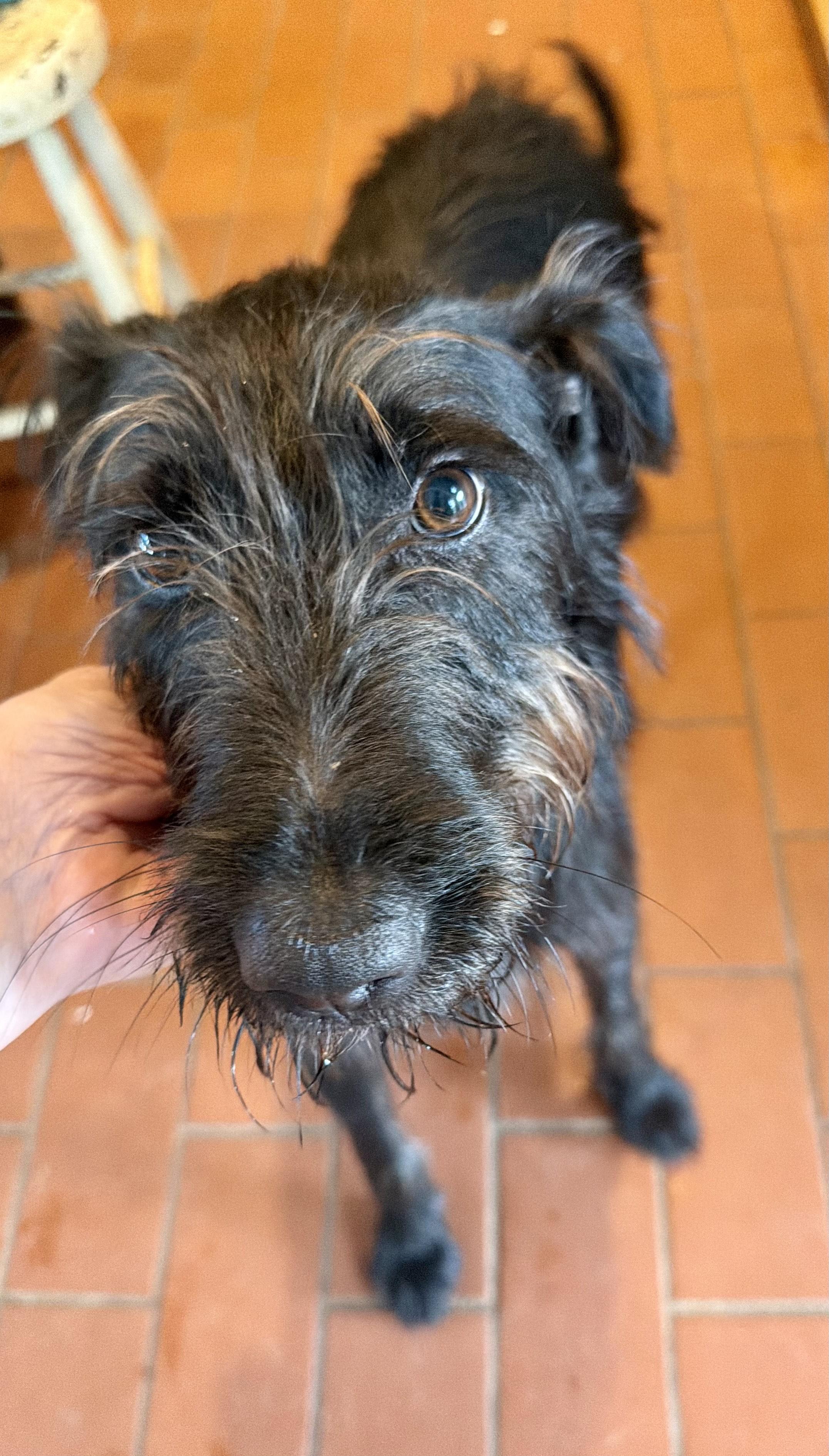 Enlarge Winnie, a Adopted mixed breed in MORAVIAN FALLS, NC image 6/6