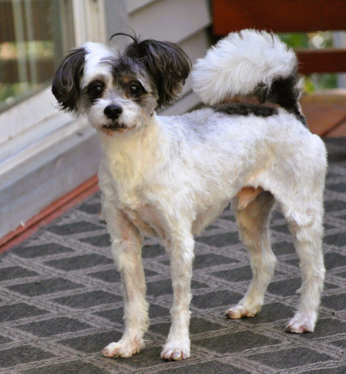 Enlarge GIZMO, a Adopted mixed breed in Elk River, MN image 3/6