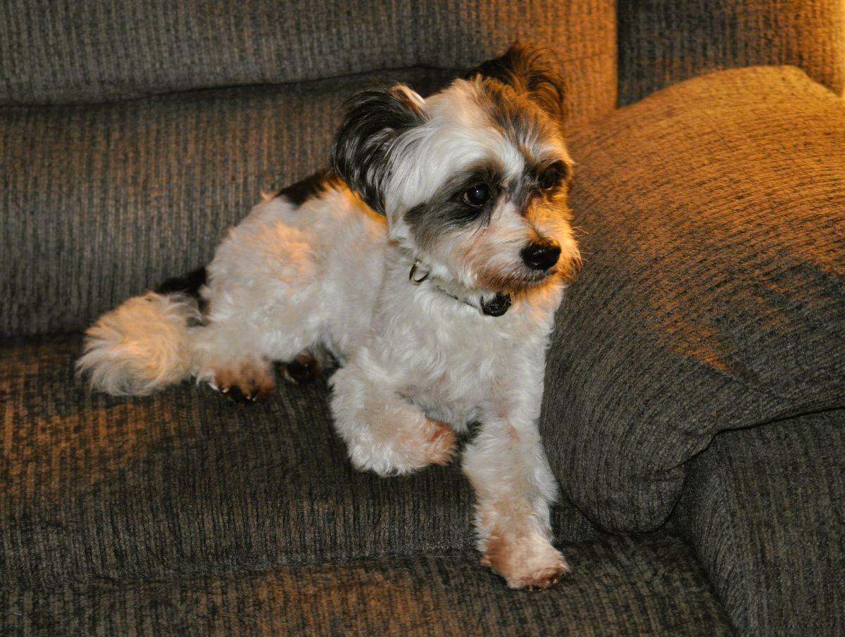 Enlarge GIZMO, a Adopted mixed breed in Elk River, MN image 4/6