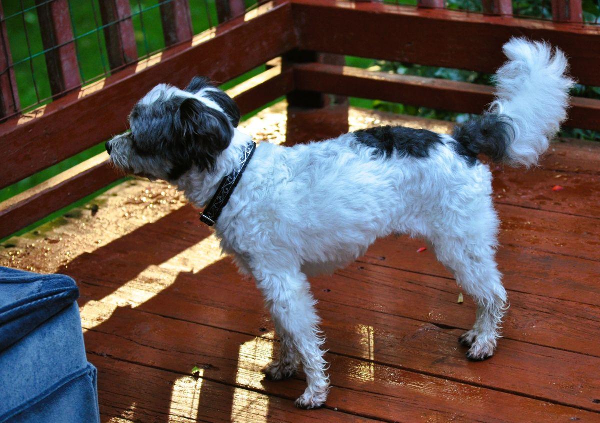 Enlarge GIZMO, a Adopted mixed breed in Elk River, MN image 2/6