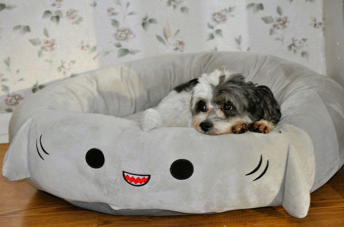 Enlarge GIZMO, a Adopted mixed breed in Elk River, MN image 5/6