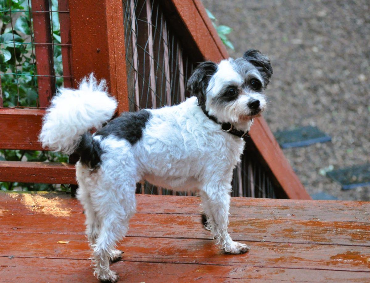 GIZMO, Adopted, Adult Male Maltese & Poodle (Toy).
