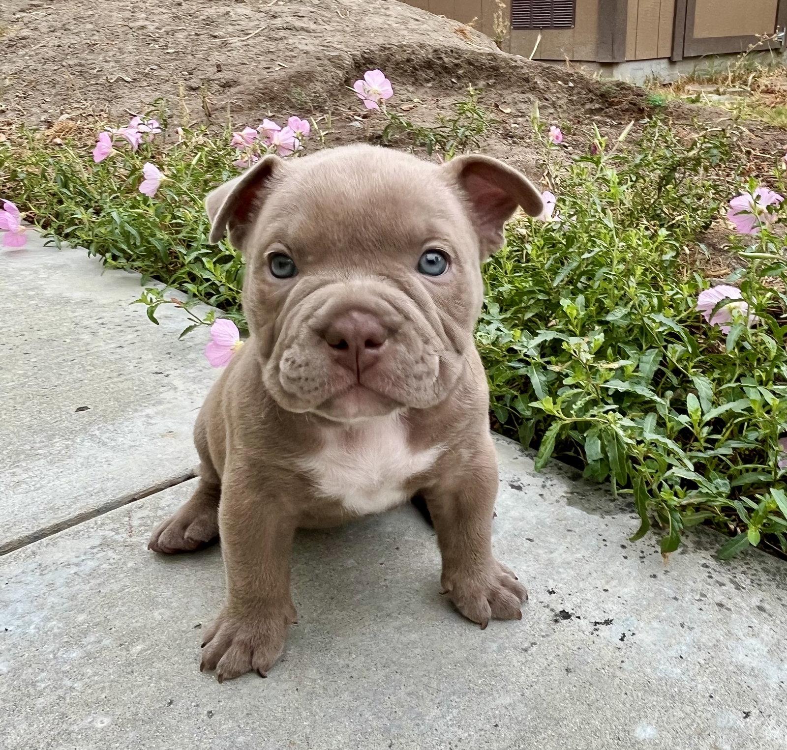 Ivy, Adoptable, Puppy Female American Bulldog & French Bulldog.