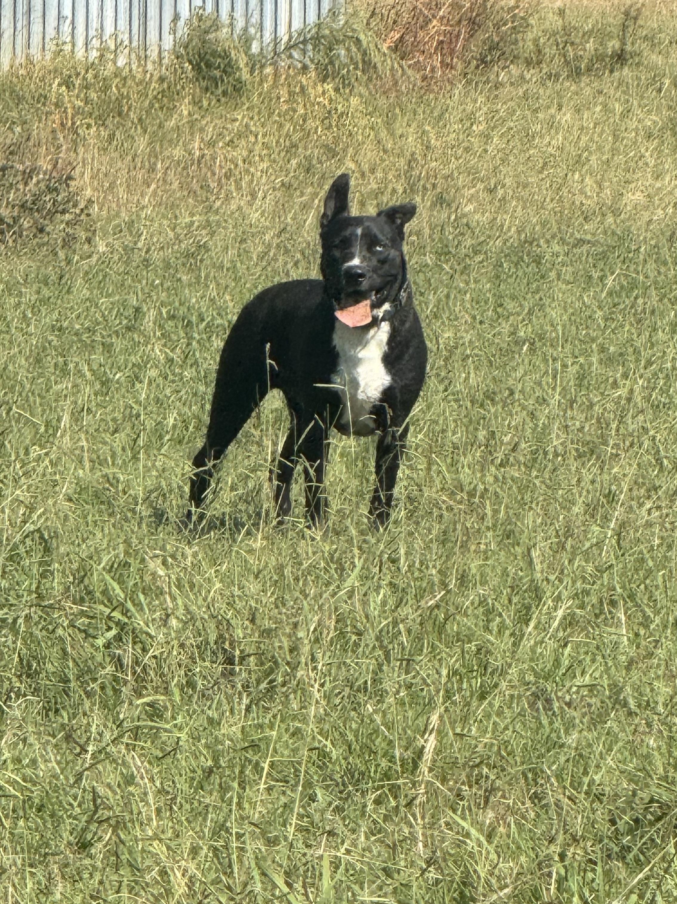 Enlarge Budman, a Adoptable mixed breed in Holly Springs, MS image 1/2