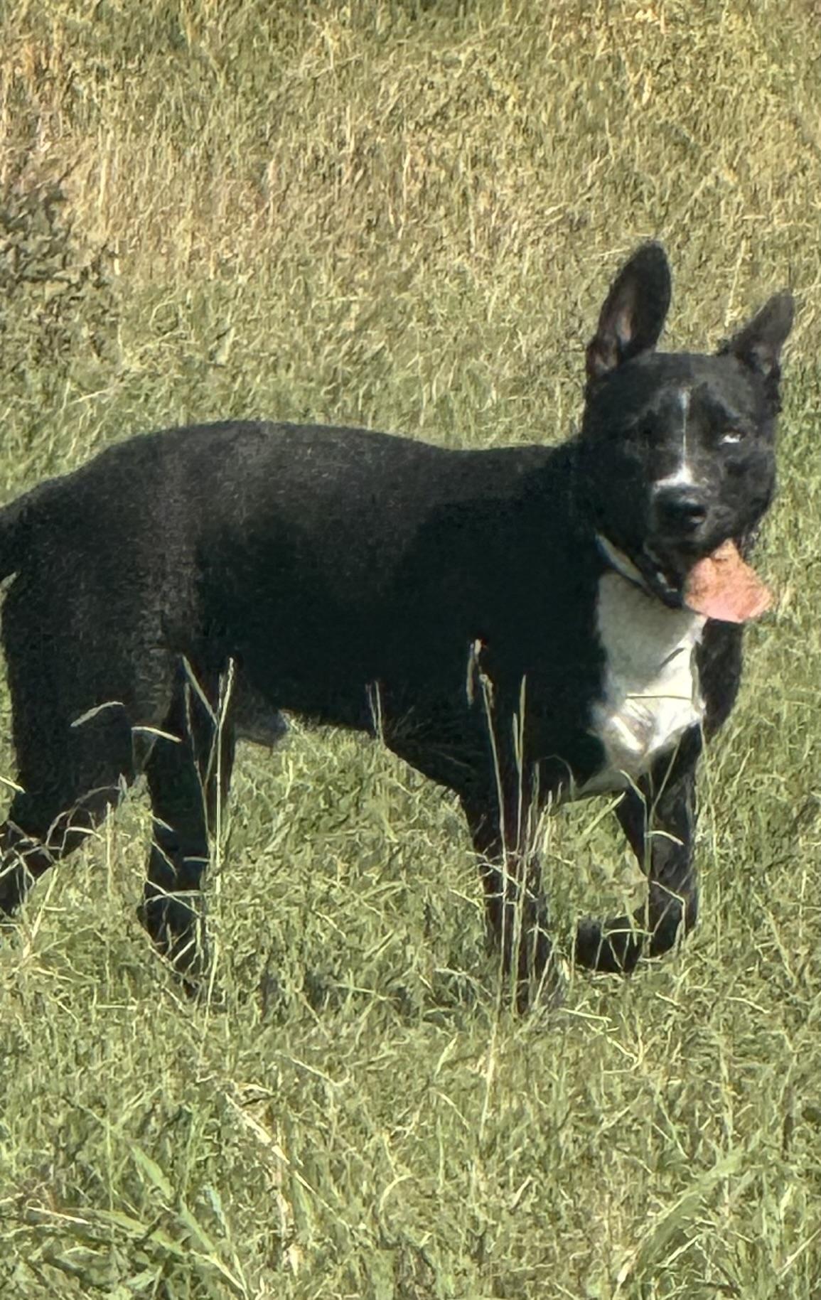 Enlarge Budman, a Adoptable mixed breed in Holly Springs, MS image 2/2