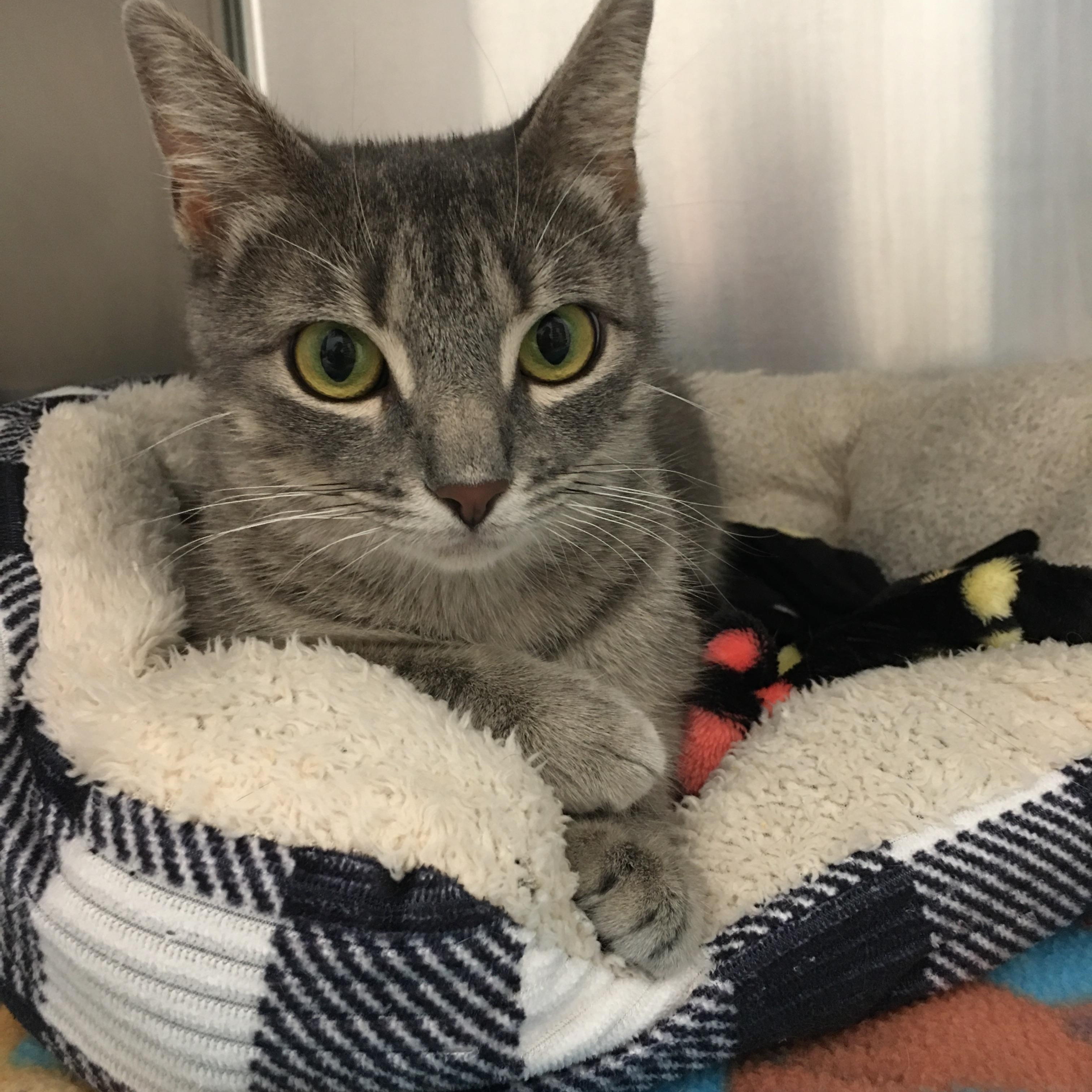 Cookie, a Adoptable Domestic Short Hair in Greenville, TX image 1/2