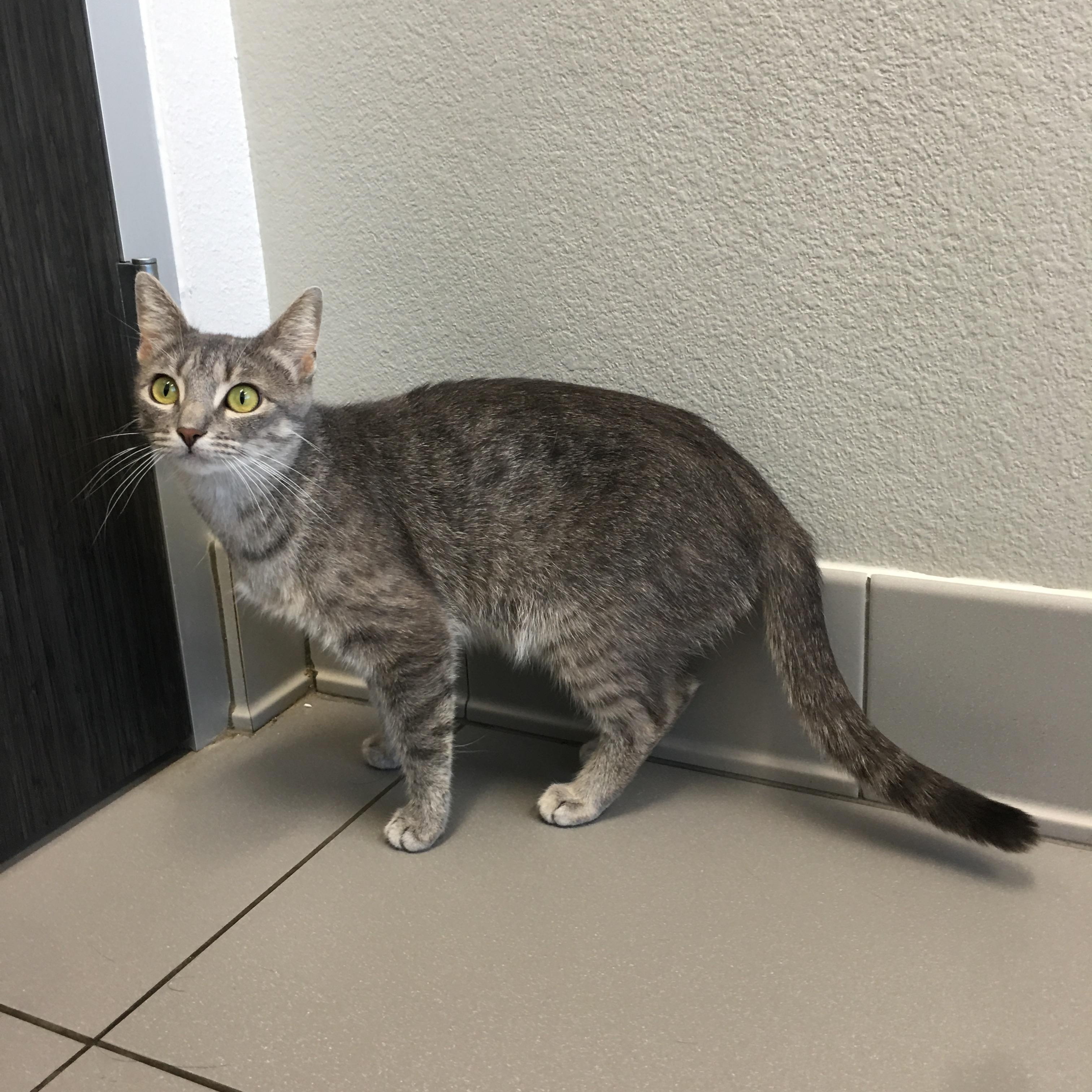 Cookie, a Adoptable Domestic Short Hair in Greenville, TX image 2/2