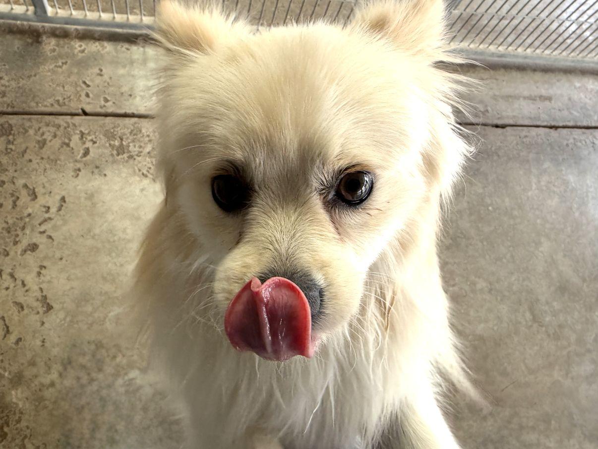 Enlarge Casper, an adopted Pomeranian in El Paso, TX image 4/6