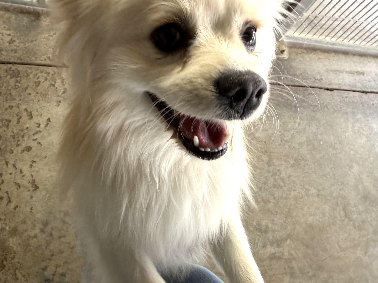 Enlarge Casper, an adopted Pomeranian in El Paso, TX image 5/6