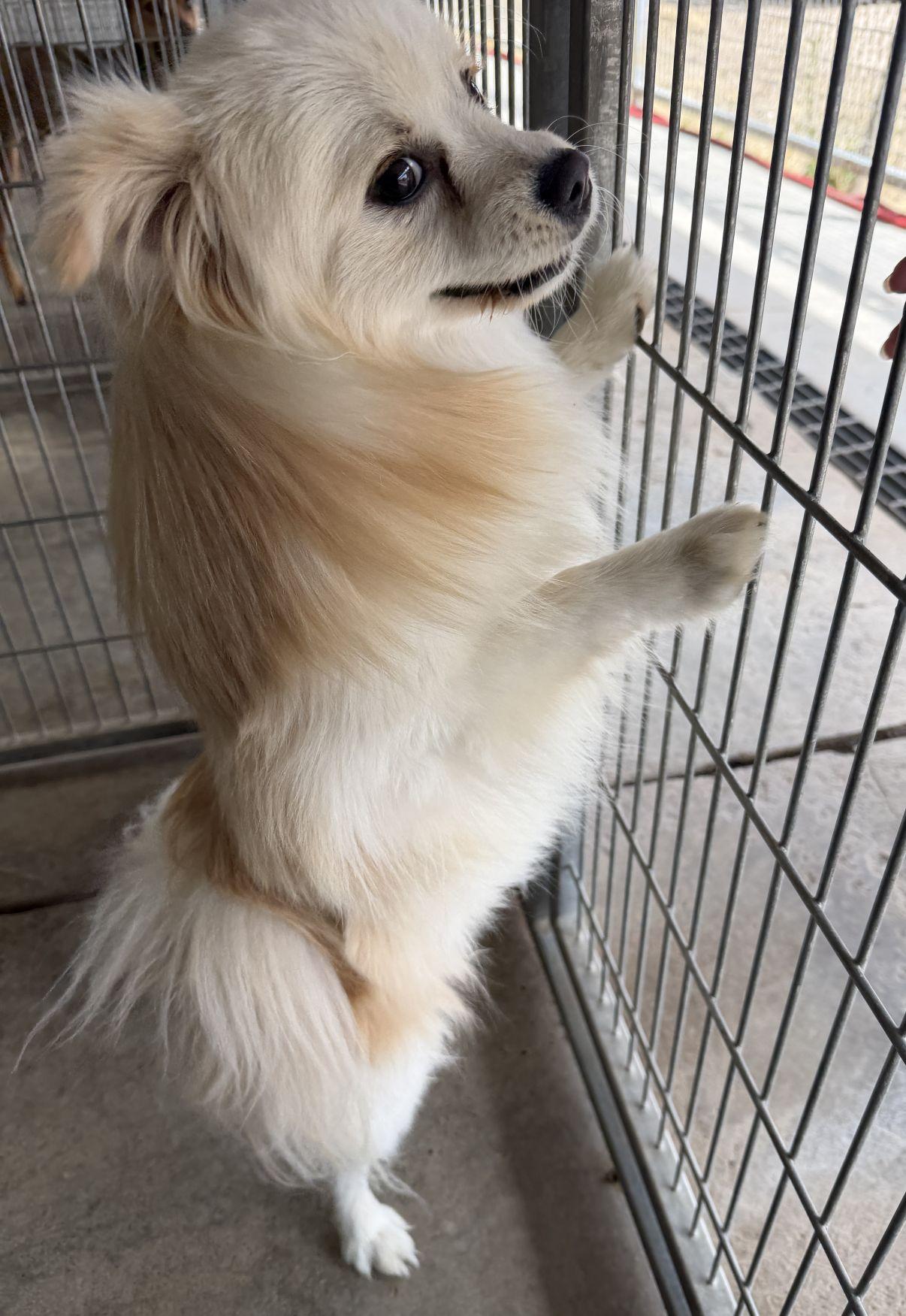 Enlarge Casper, an adopted Pomeranian in El Paso, TX image 6/6