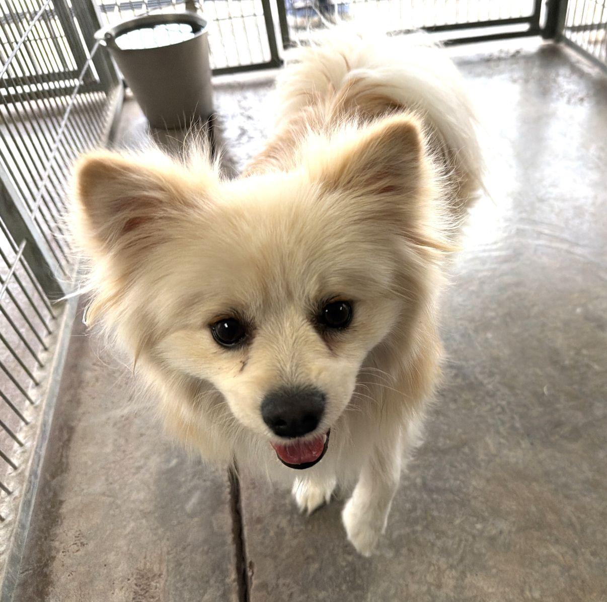 Enlarge Casper, an adopted Pomeranian in El Paso, TX image 2/6