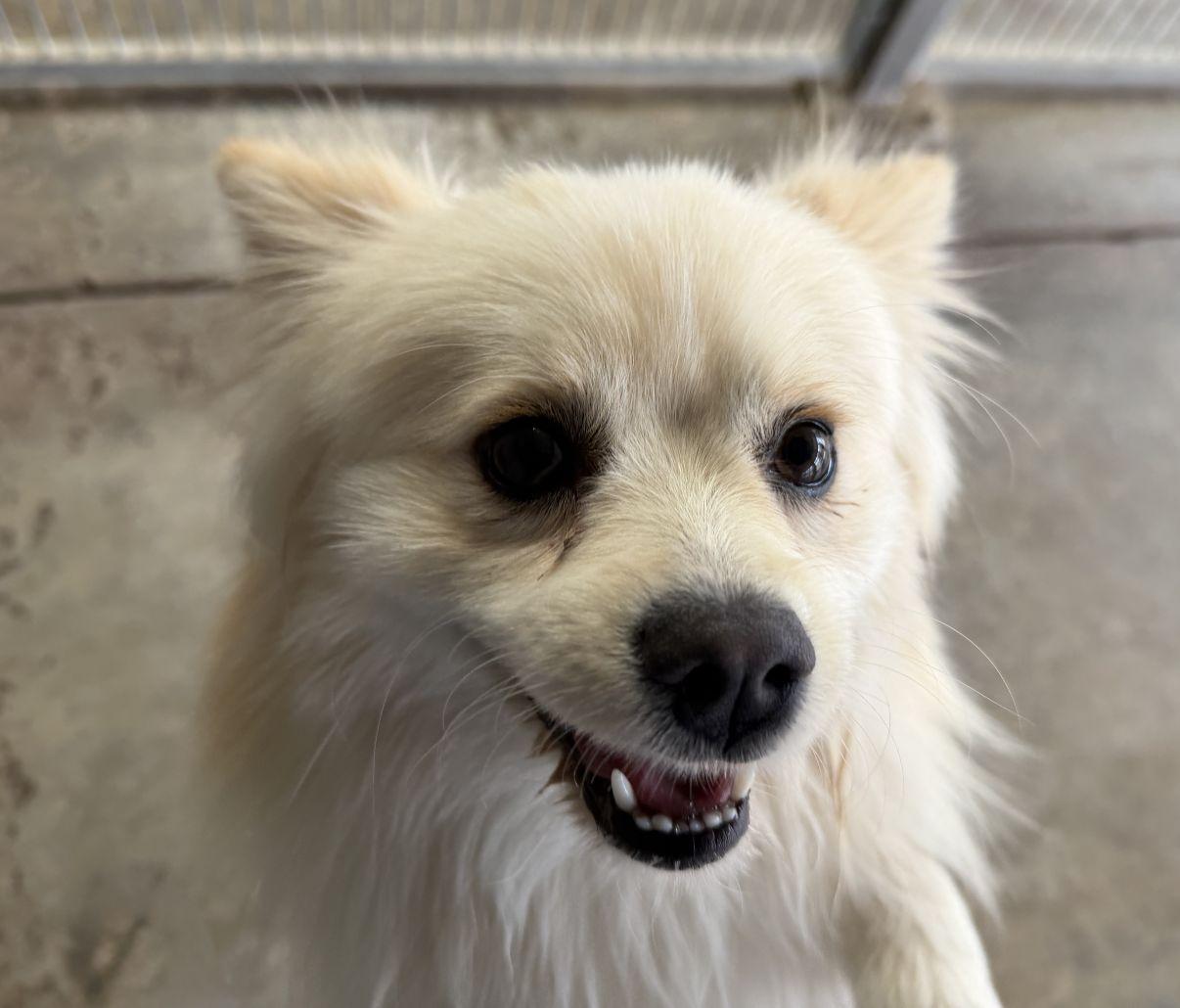 Enlarge Casper, an adopted Pomeranian in El Paso, TX image 3/6