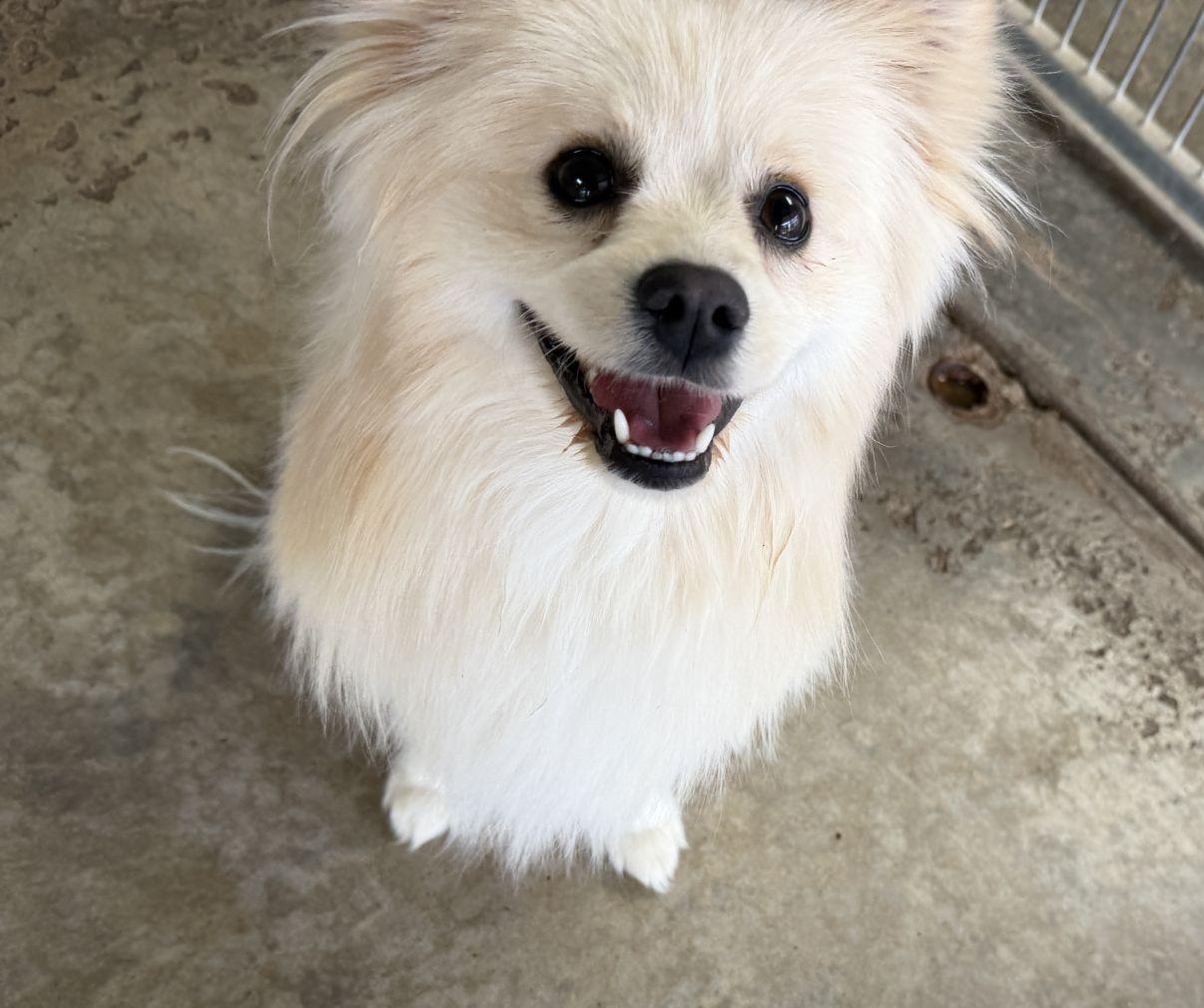 Enlarge Casper, an adopted Pomeranian in El Paso, TX image 1/6