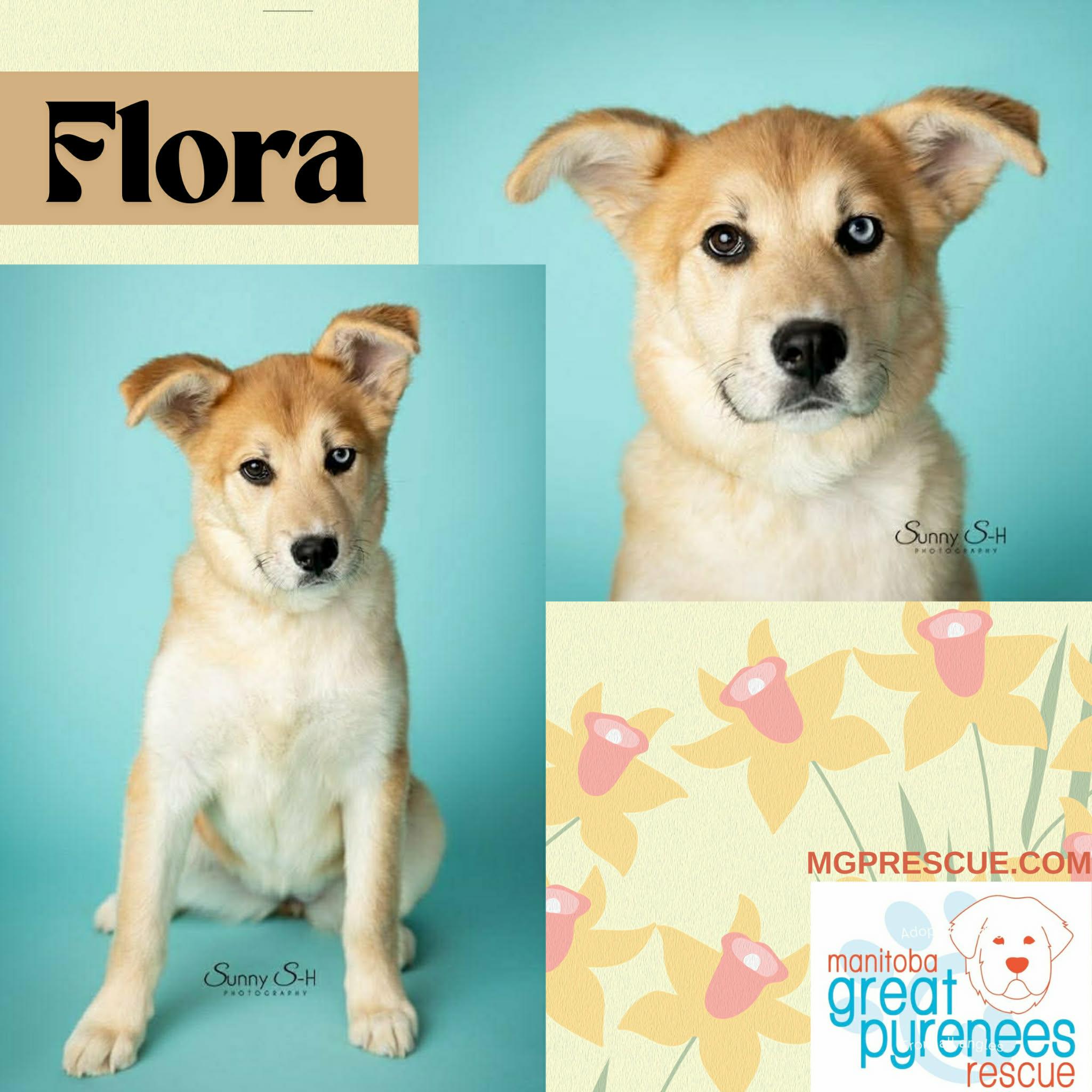 Flora, ADOPTABLE, Young Female Husky.