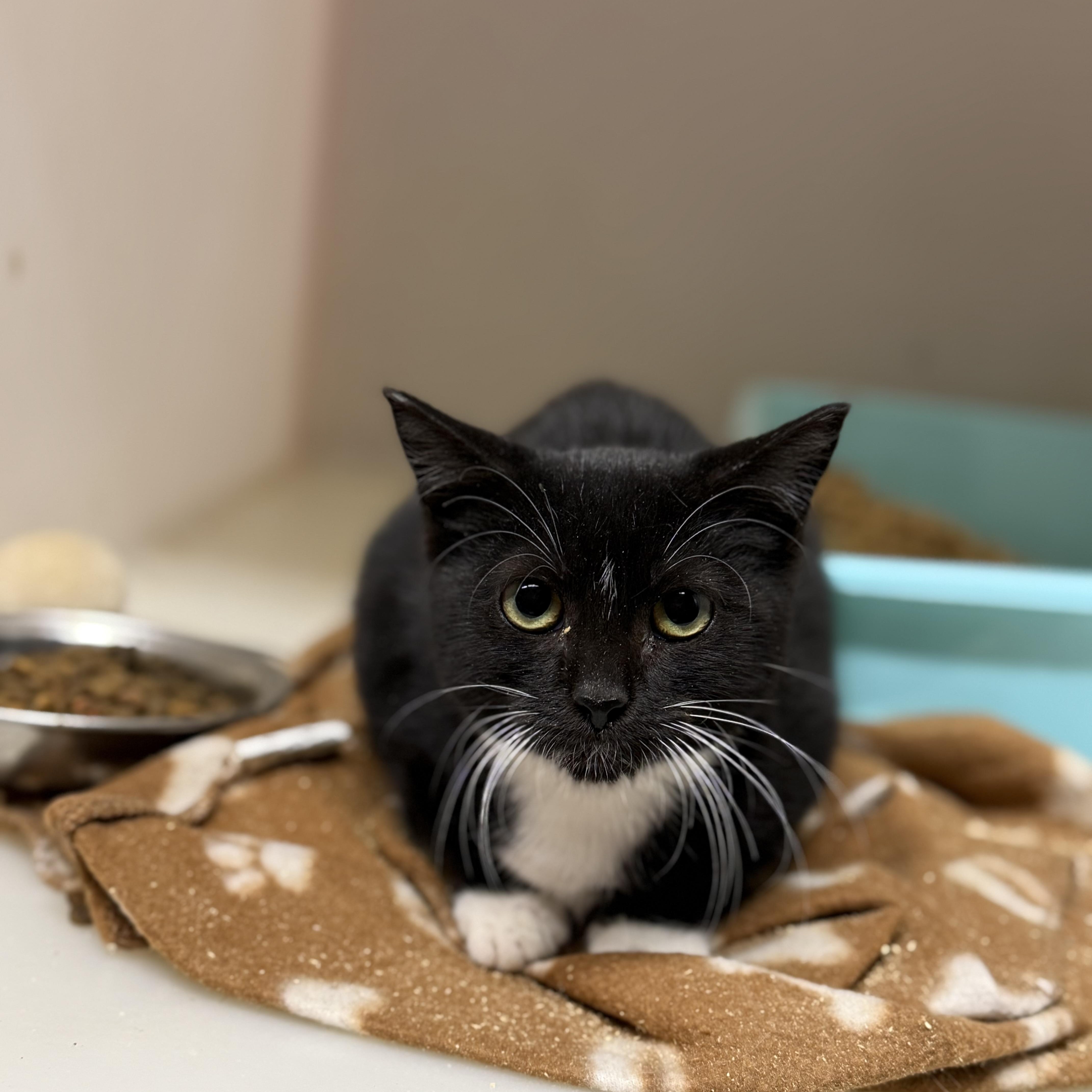 Enlarge Tippie 11886, a Adoptable Domestic Short Hair in Elberton, GA image 1/1