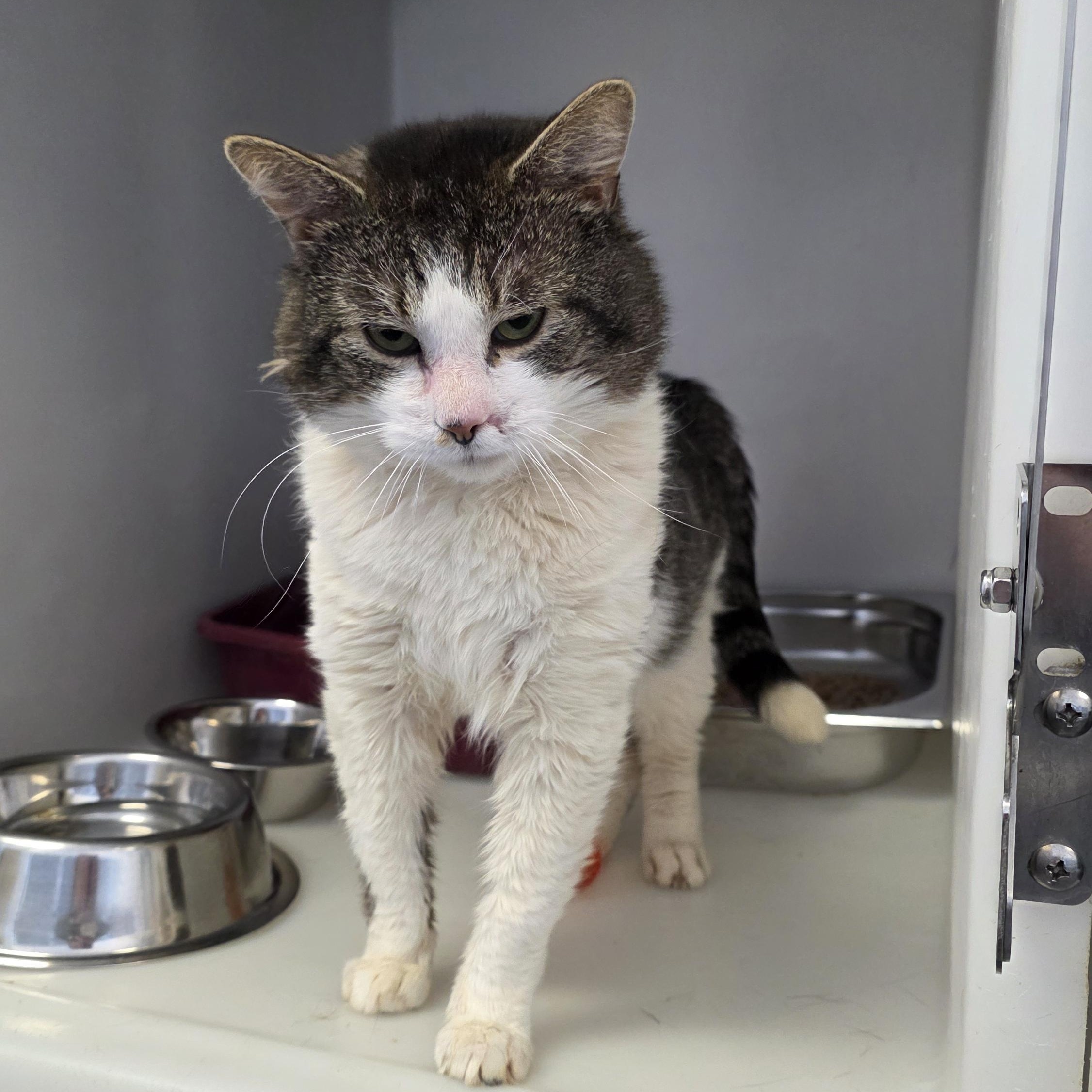 Dawson, a ADOPTABLE Domestic Short Hair in King George, VA image 2/4